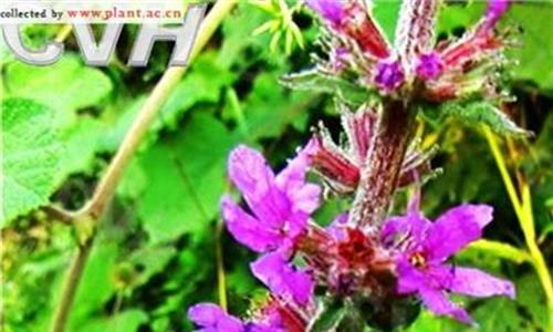 千屈菜的功效与作用 新疆特有荒漠植物盐千屈菜在野外被发现