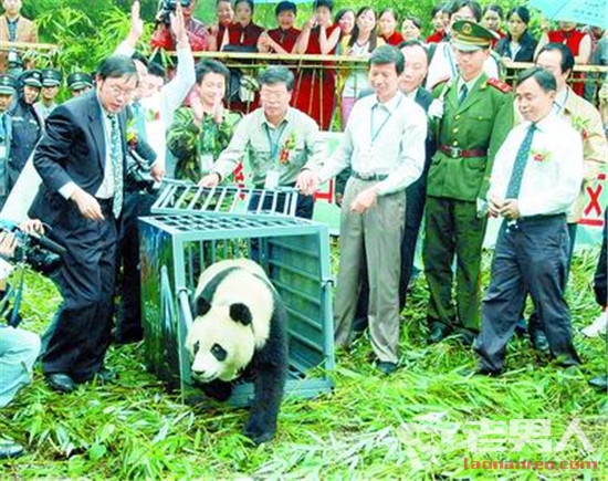 熊猫和盛放归死亡 遭不明动物攻击造成全身性细菌感染