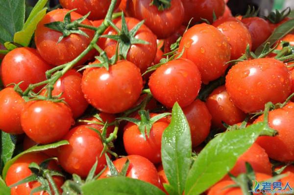 >既是蔬菜又是水果  口感鲜美的西红柿还有防癌效果