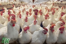 >h7n9禽流感可以治愈吗？禽流感能治好吗？