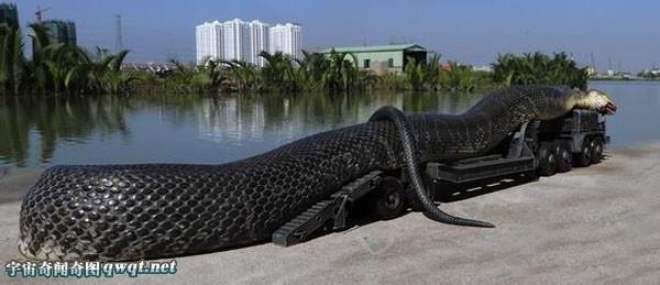 >【100多米长的大蟒蛇揭秘】巨型蟒蛇100多米长 100多米长的蟒蛇