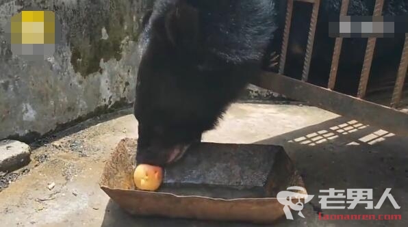 黑狗养2年变成400斤黑熊 每天吃1箱水果2桶面