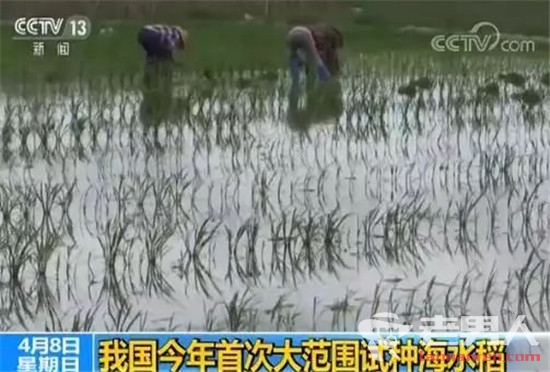 大范围试种海水稻 海水稻和水稻的区别是什么