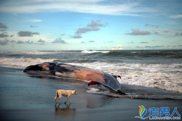 >俄国座头鲸搁浅沙滩被居民分解生吃  你怎么看待