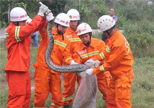 广西37斤巨蟒被抓 遇见巨蟒怎么办?