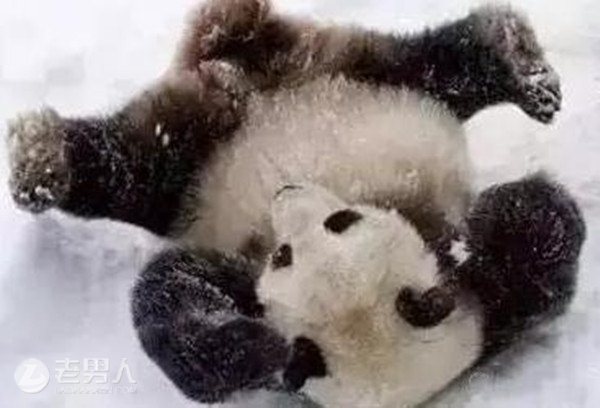 >太可爱！大熊猫见大雪打滚激动成狗 网友：雪感不一样