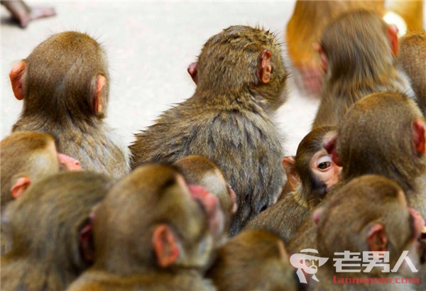>网红直播养猴牵出大案：两名嫌疑人半年买卖16只猕猴