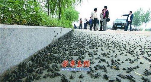 >512汶川地震前兆:上万只蜈蚣爬上马路(图)