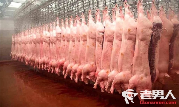 安徽宣城非洲猪瘟疫情死亡134头 非洲猪瘟传染人吗