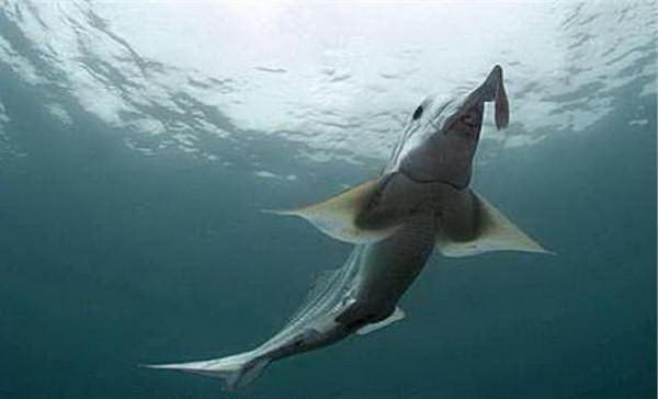 >马彪是什么动物 幽灵鲨是什么动物 或是现存最古老的鱼种