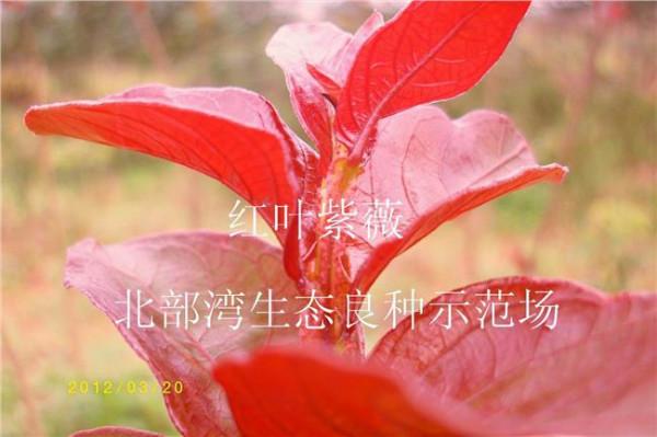 >王晓明紫薇新品种 贵阳市白云区引进美国紫薇新品种为苗木花卉产业谋新路