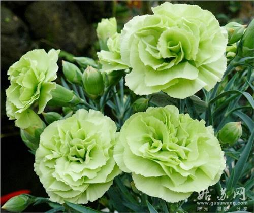 康乃馨花语 绿色康乃馨代表着什么