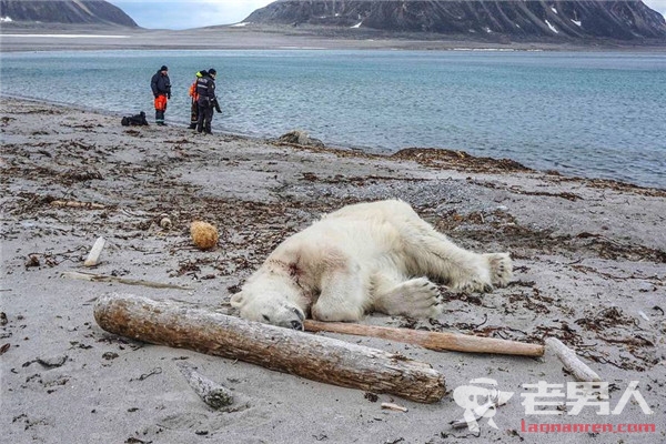 挪威北极熊伤人遭射杀 游轮擅闯北极熊栖息地