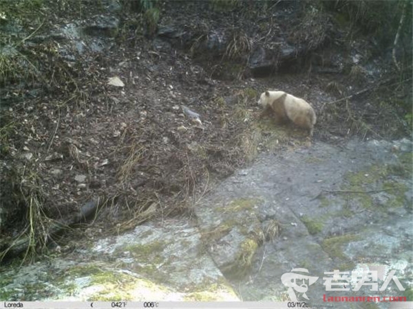 >陕西现棕色大熊猫 乃秦岭地区第9次发现棕色熊猫