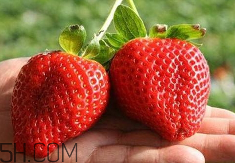 章姬草莓什么季节种植 章姬草莓好吃吗