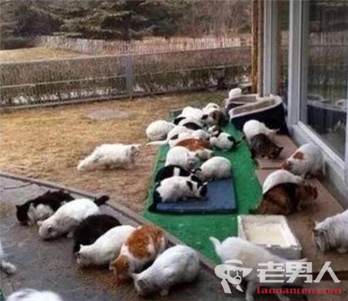 刘亦菲养40多只猫 堪称“养猫第一大户”
