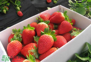 怎么辨别有机草莓？有机草莓和普通草莓的区别
