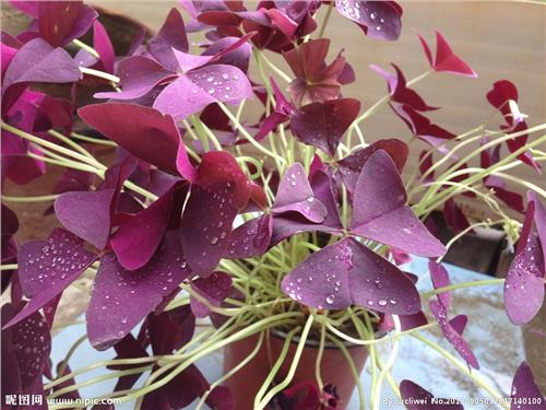 三叶草的奥妙——紫色三叶草