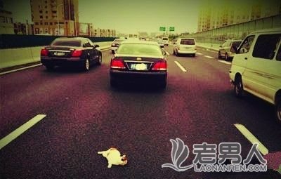 >上海曝高架桥扔猫:虐猫组织1次扔30多只(图)
