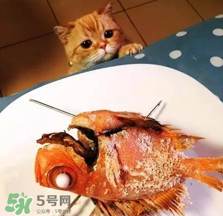 橘猫吃什么？橘猫为什么能吃？