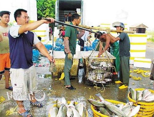 白蕉珠海 珠海渔业专家用麻醉技术提高斗门白蕉海鲈运输存活率