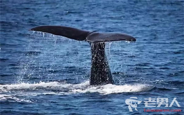 新西兰145头鲸鱼将被安乐死 因集体搁浅不得不杀死
