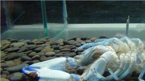 >蓝魔虾是养来吃的 “宠物虾”蓝魔虾好养吗?蓝魔虾可以吃吗?