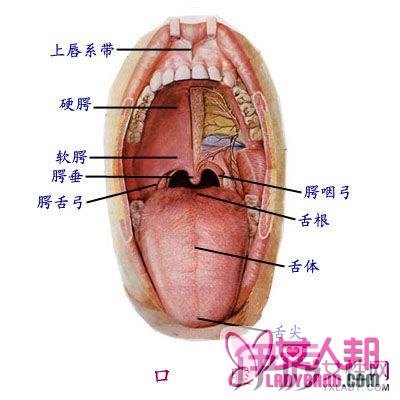 >舌头上有红点是什么病呢 细数从舌头反应出来的身体疾病