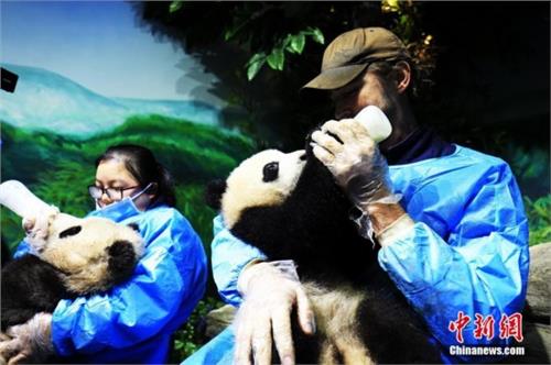 李佩斯喂大熊猫 《霍比特人》演员李·佩斯不做“精灵王”做“熊猫奶爸”