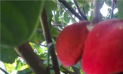 凤眼果种植技术 极具种植潜力的乡土树种“凤眼果”