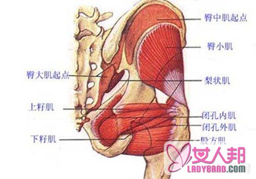 >臀中肌臀小肌定位图解说 让你身体更健康