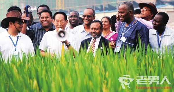 袁隆平团队沙漠种海水稻成功 亩产超500公斤