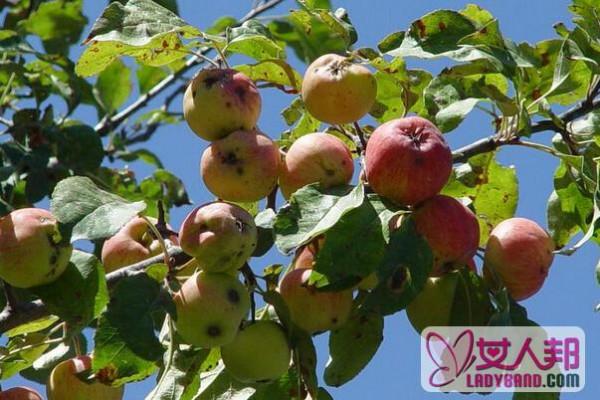 >新疆野苹果的功效与作用 吃新疆野苹果的好处