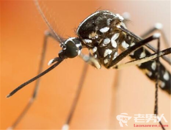 飓风后现超大型蚊子 当事人称就像在下一场蚊子雪