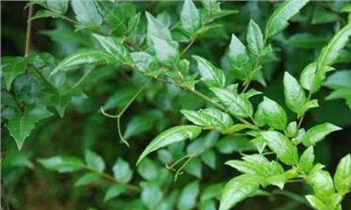 野生莓茶的副作用 野生莓茶的功效与作用