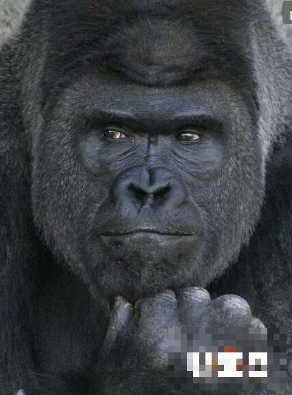 大猩猩因太帅竟成岛国男神 果然单身久了看个猩猩都觉得英俊潇洒