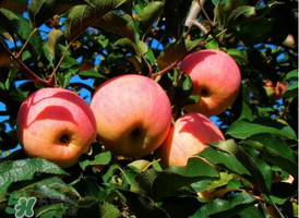 >野苹果的营养价值 野苹果的功效与作用