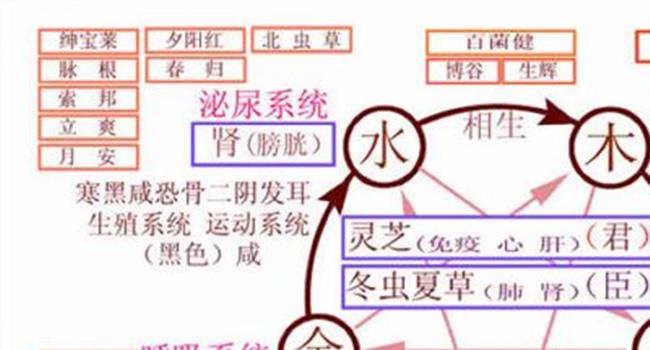 >【人的五脏位置高清图】五脏六腑位置图