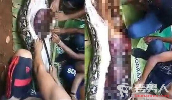 印尼巨蟒吞噬女子 村民用猎刀剖开巨蟒取出死者尸体