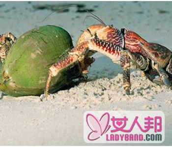 >【椰子蟹好吃吗】椰子蟹怎么吃_椰子蟹的营养价值