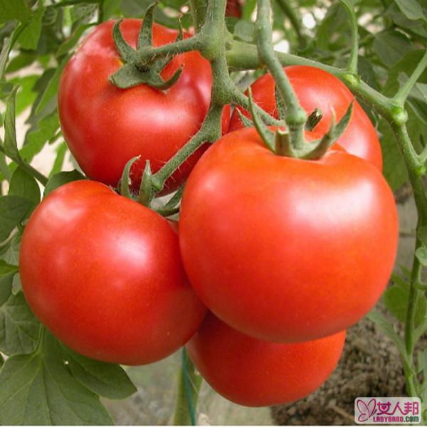 >吃番茄的好处 吃番茄有哪些益处
