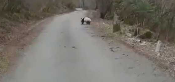 游客偶遇野生大熊猫横穿马路 撅屁股令众人忍俊不禁