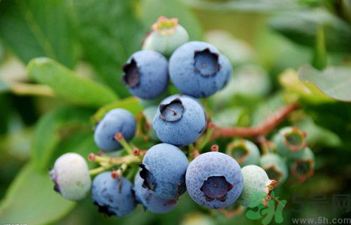 蓝莓没成熟可以吃?蓝莓没熟透可以吃吗