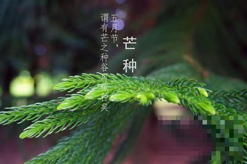 芒种节气如何养生？芒种养生一定要遵循9个原则