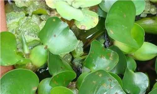 浮水植物种植 浮水植物浮水原理