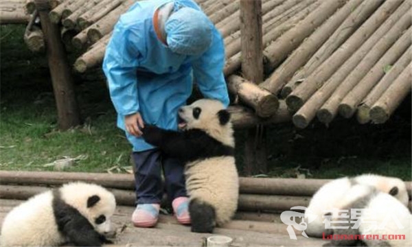 熊猫抱大腿成网红 百般撒娇简直萌炸天