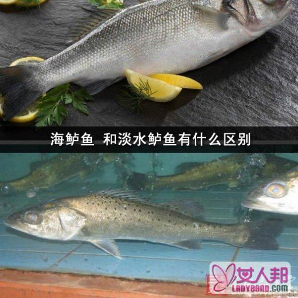 海鲈鱼 和淡水鲈鱼有什么区别