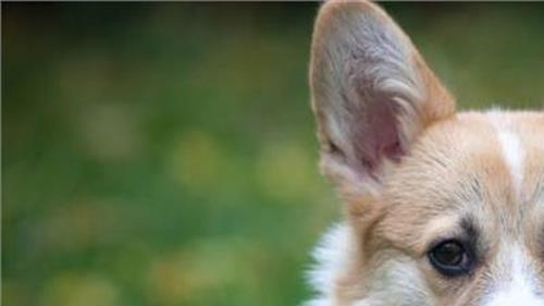 威尔士柯基犬图片欣赏 简介3个其的犬种优点