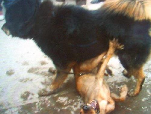 中国藏獒与美国第一比特犬的生死对决(图)