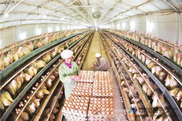 >陶冬鸡养殖 中国蛋鸡养殖行业现状